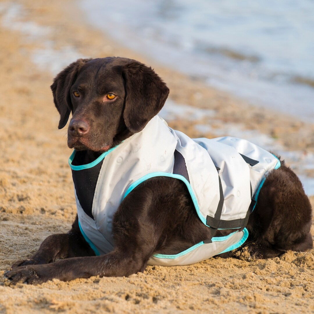 WDT das Tierarztunternehmen. Suitical Kühlweste für Hunde