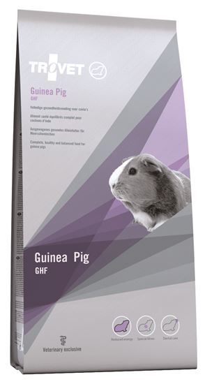 Guinea Pig / GHF_0