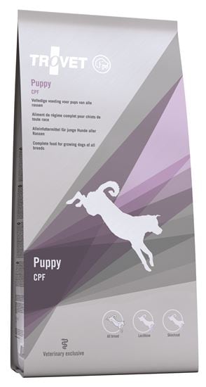 Puppy Hund / CPF_0
