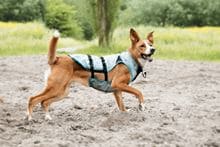 Suitical Kühlweste für Hunde Größe M_2147483647