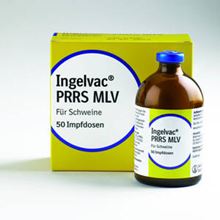 Ingelvac PRRS MLV_1