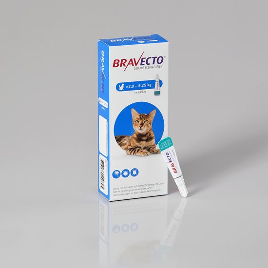 Bravecto Spot On für mittelgroße Katzen 250 mg 2,8-6,25 kg_0