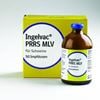 Ingelvac PRRS MLV_0